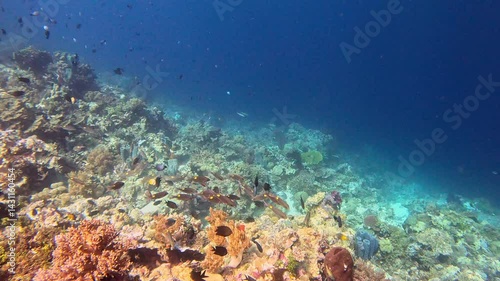 Wallpaper Mural Striped large-eye bream and sunburst butterflyfish on a coral reef. Torontodigital.ca