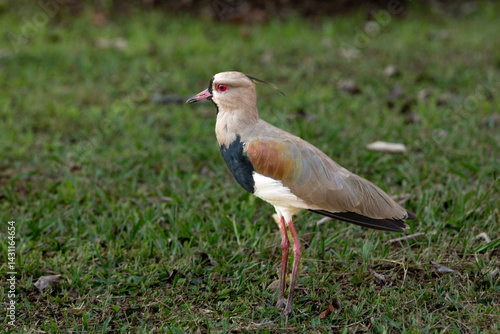A southern lapwing (Vanellus chilensis). The wading bird is commonly called quero-quero in Brazil or tero in Argentina and Uruguay, tero-tero in Paraguay, and queltehue in Chile..