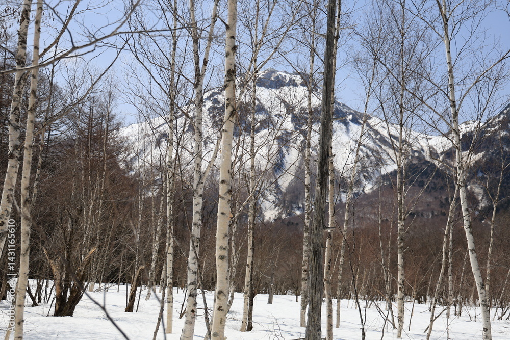 Fototapeta premium 4月の上高地、雪と白樺の焼岳風景 雪景色の上高地に立つ白樺の木々と、春の訪れを感じさせる焼岳の雄大な風景。 