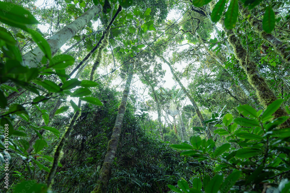 Looking up at the canopy of a lush, green rainforest.