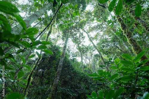 Looking up at the canopy of a lush, green rainforest.