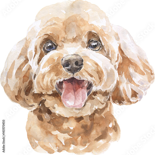 Watercolor Toy Poodle Dog Portrait. Hand Drawn Small Pet Breed