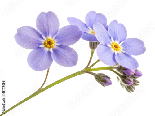 Forget me not flowers bloom beautifully, reminding us to cherish memories and connections in life