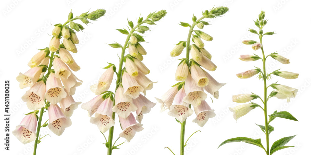 Fototapeta premium Beautiful foxglove flowers bloom gracefully, showcasing their delicate petals and vibrant colors in stunning display of nature artistry
