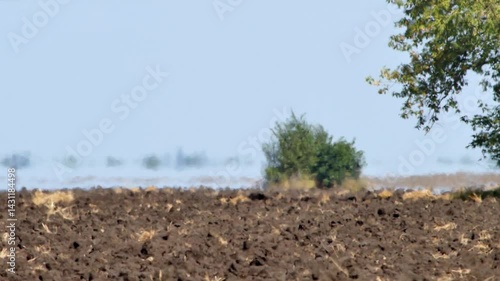 Heat haze, mirage or air shimmer over farmland on extreme hot summer weather. Global warming and climate change concept video. Soft focus due to atmospheric distortion