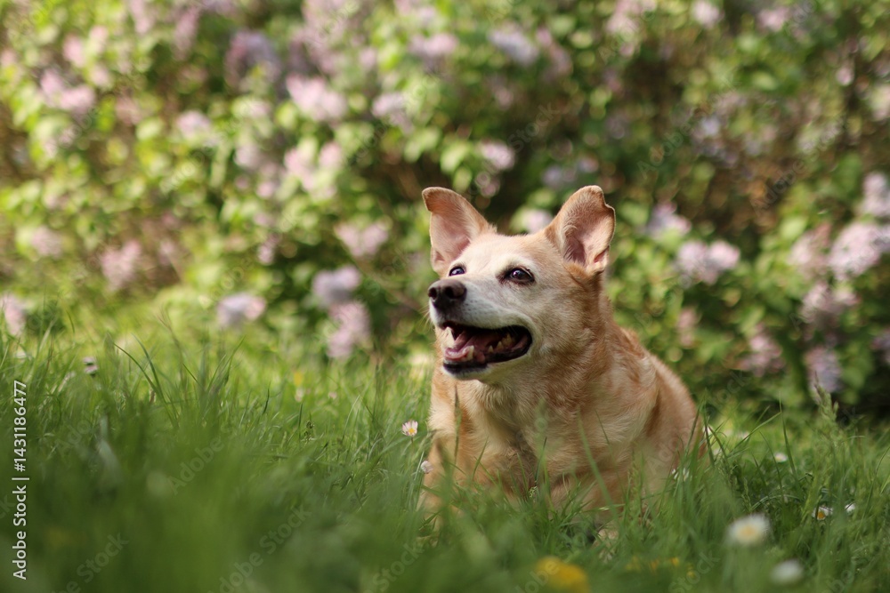 The old fat dog is in a blooming meadow. The old fat dog is in a blooming meadow.