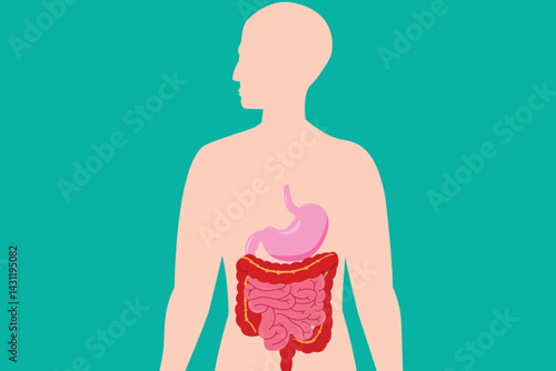PriHuman silhouette showing digestive system organs in flat medical illustration.