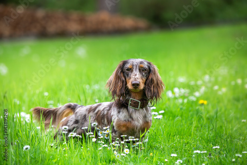 Fotografie brown merle miniature longhaired dachshund dog portrait on natural background