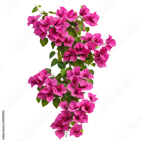 Vibrant Bougainvillea Blooms in Full Blossom, Perfect for Gardens and Landscaping Projects on transparent background