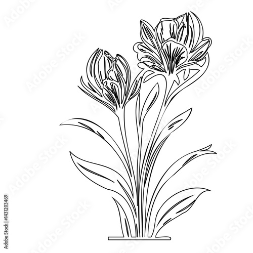 Elegant botanical sketch of blooming crocus flowers in simplistic outline