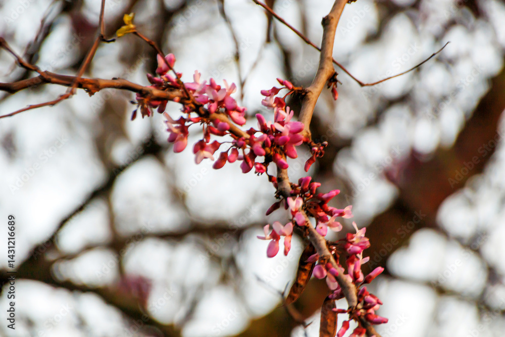 red flower blossom in spring red flower blossom in spring