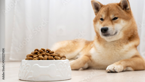 Shiba Inu dog lying next to a bowl of dog food