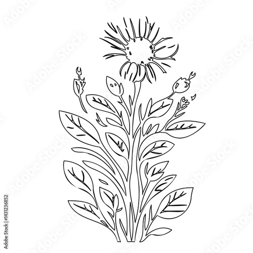 Elegant floral sketch with detailed leaves and stylized flower head drawing