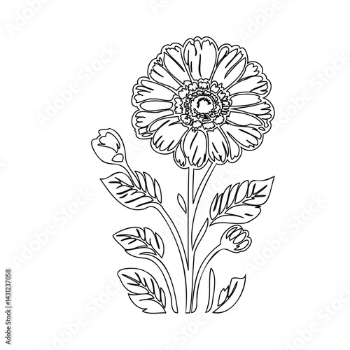 Elegant botanical illustration of a daisy, detailed flower art with a touch of finesse