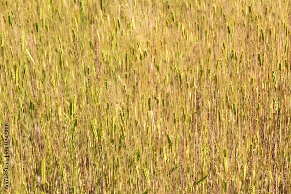 Fototapeta premium Sunny gold wheat straws