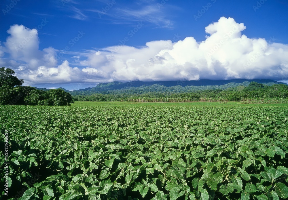 Lush Green Field with Mountainous Backdrop Under a Blue Sky Lush Green Field with Mountainous Backdrop Under a Blue Sky