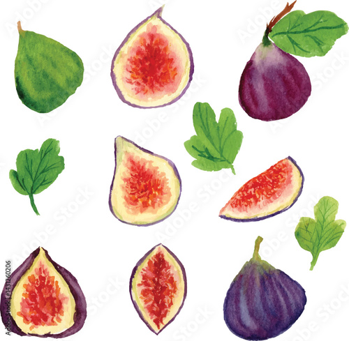 fig watercolour