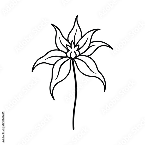 Botanical Grace: Fine Contour Drawing of Bee Balm (Monarda)