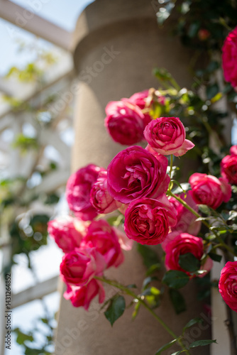 Wallpaper Mural Beautiful garden photos of flowers at The Huntington Gardens in Pasadena California, pink and white roses Torontodigital.ca