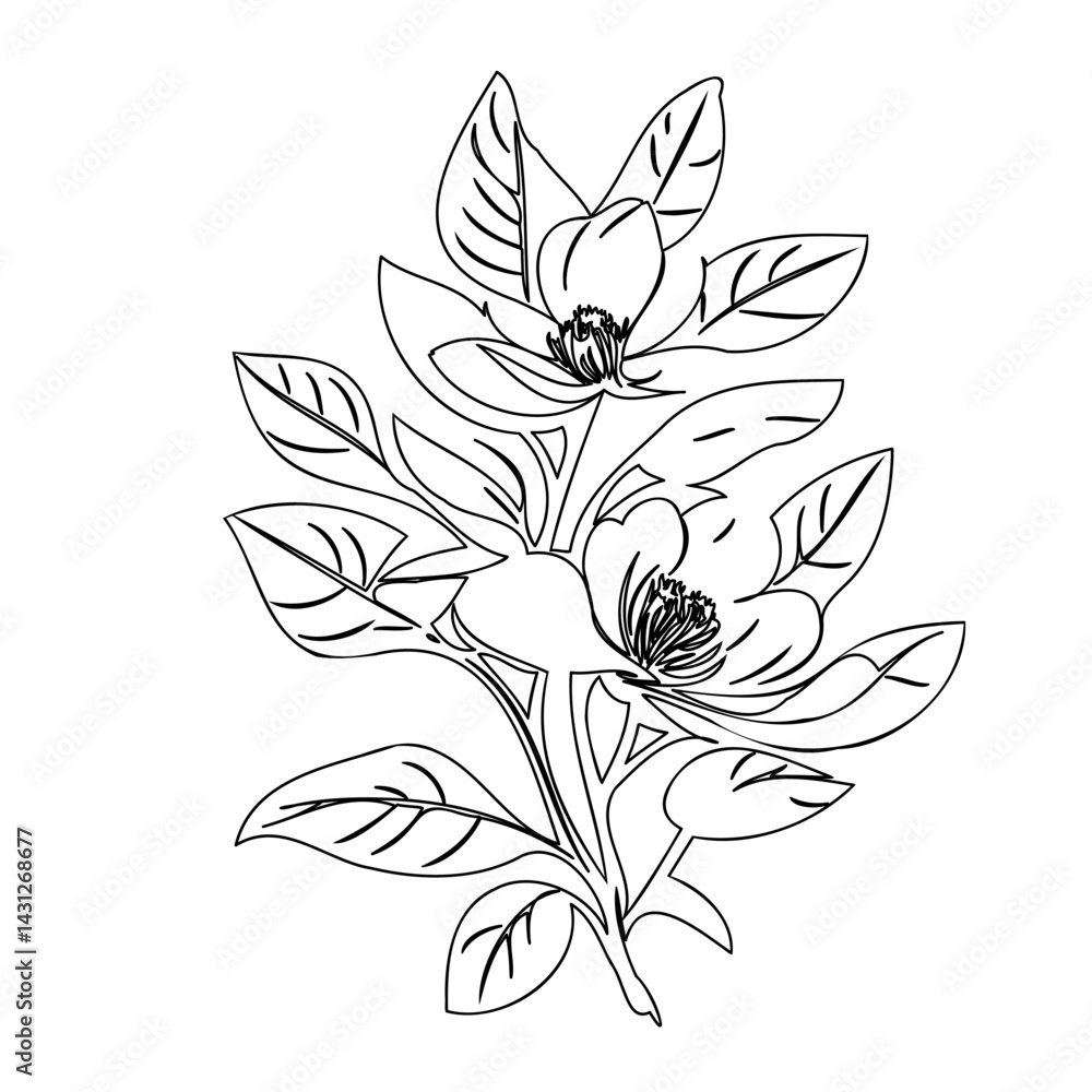 Fototapeta premium Botanical illustration of magnolia blossom with delicate line art for print design