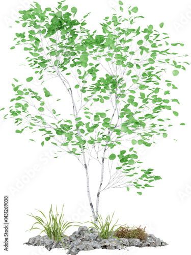 Green tree on a white background, Tree on concrete block with transparent background. Isolated object for graphic design.