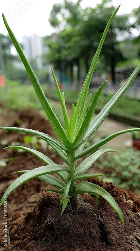 Obraz na płótnie Bright green aloe vera leaves show sharp spines and droplets in a vibrant garden space with soft sofa-like background w salonie