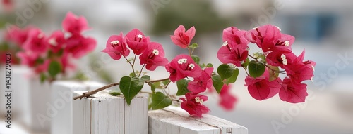Obraz na płótnie Vibrant bougainvillea cascades over a white picket fence, capturing the essence of cottagecore charm in a sunny outdoor space w salonie