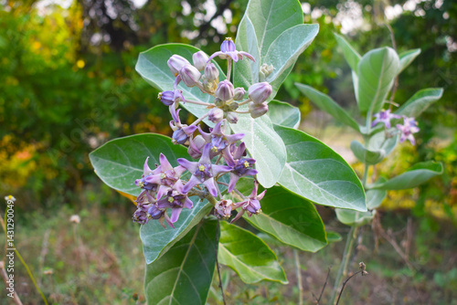 Wallpaper Mural Calotropis gigantea, the crown flower Torontodigital.ca