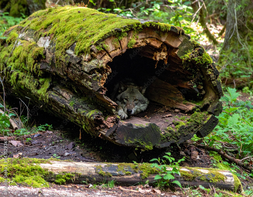 A wolf is surprisingly found resting inside a giant, hollowed-out log covered in moss in a dense forest, having claimed an unusual and natural shelter. A wolf is surprisingly found resting inside a giant, hollowed-out log covered in moss in a dense forest, having claimed an unusual and natural shelter.