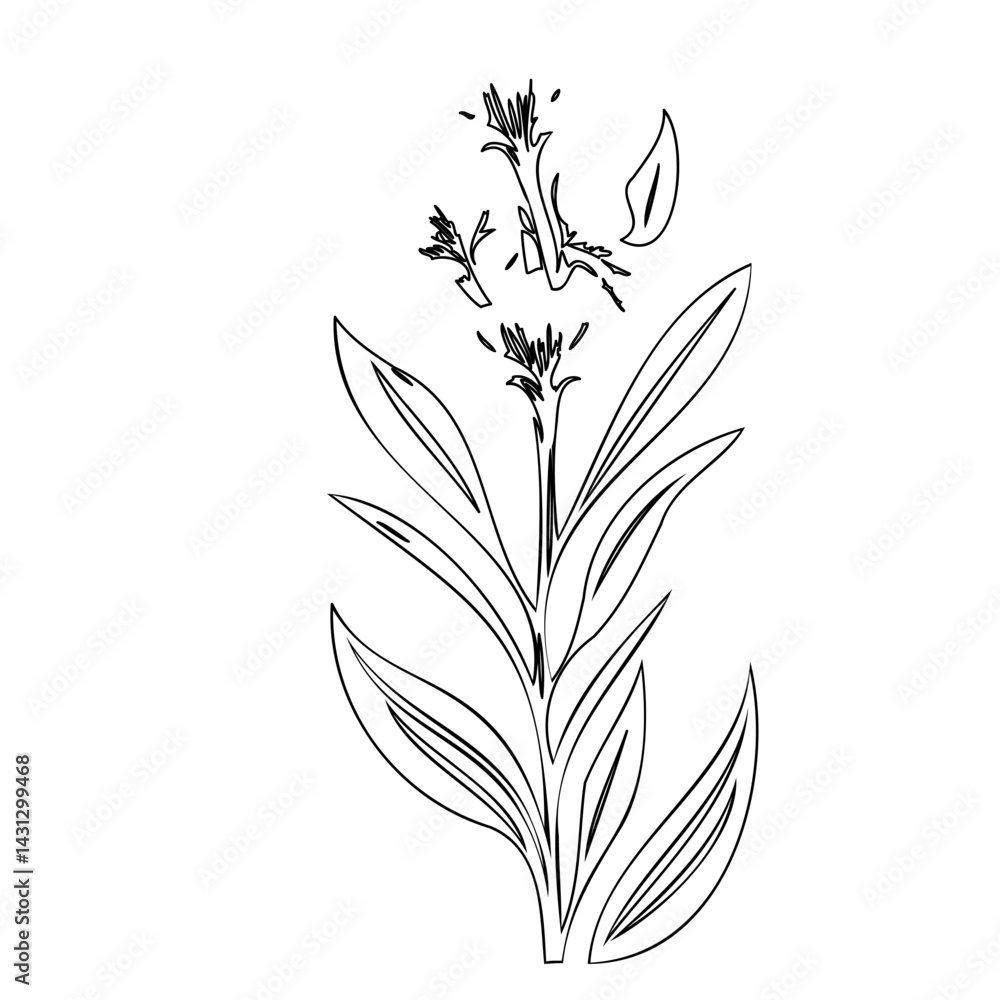 Fototapeta premium Elegant botanical sketch of a flowering plant with delicate linework detail