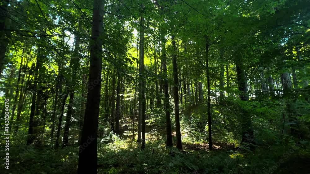 Peaceful summer forest with sunlight shining through tall trees and green foliage. A serene and calming scene perfect for nature, eco-travel, forest therapy, and outdoor lifestyle themes. Peaceful summer forest with sunlight shining through tall trees and green foliage. A serene and calming scene perfect for nature, eco-travel, forest therapy, and outdoor lifestyle themes.