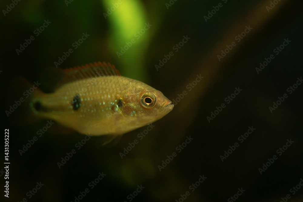 Close-up of a five-week-old Jewel Cichlid fish Close-up of a five-week-old Jewel Cichlid fish