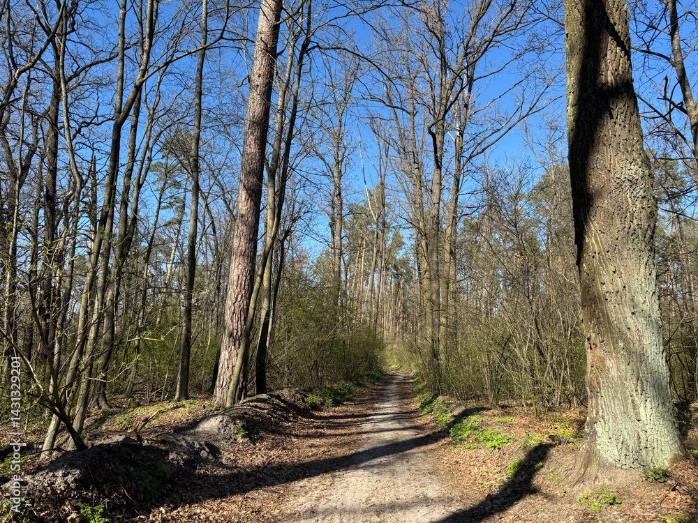 Empty forest path or trail between tall trees.