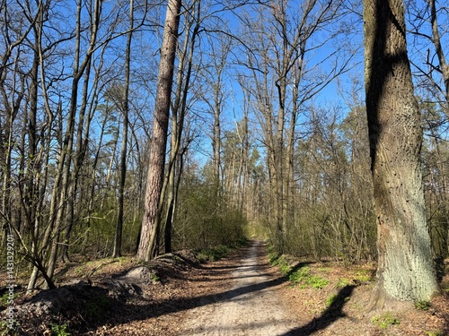 Obraz na płótnie Empty forest path or trail between tall trees. w salonie