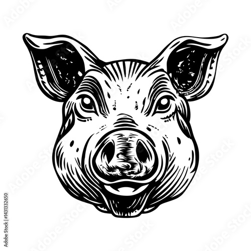 A sketchy style illustration of pig 