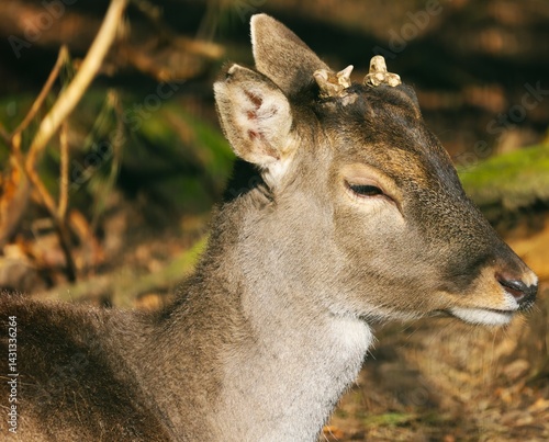 Fototapeta Naklejka Na Ścianę i Meble -  jeleń 