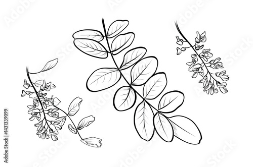 Acacia branch with flowers botanical vector