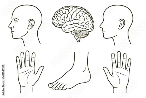Exploring human anatomy through an illustrated icon set featuring head, brain, hand, and foot designs