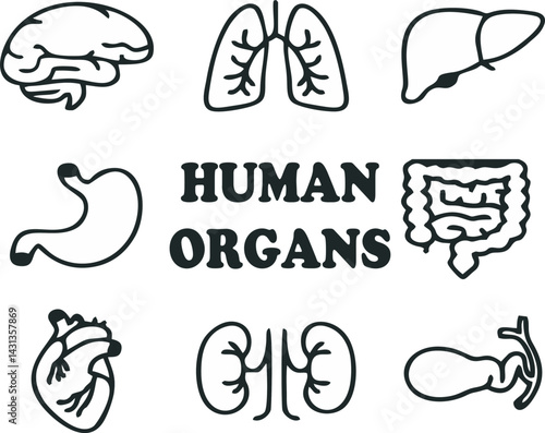 internal organs of the human body