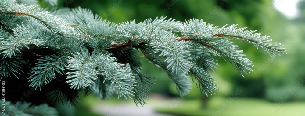 Close-up view of blue spruce branches showcasing vibrant foliage under natural light in a tranquil outdoor environment