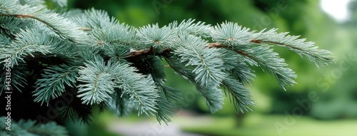 Obraz na płótnie Close-up view of blue spruce branches showcasing vibrant foliage under natural light in a tranquil outdoor environment w salonie