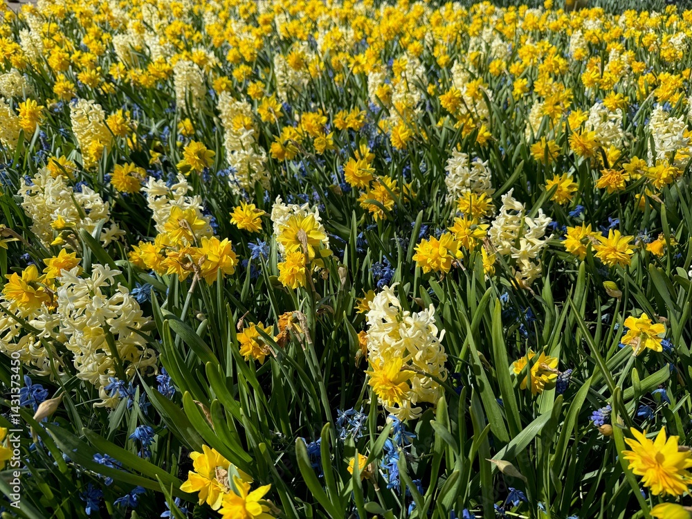 Obraz premium Different beautiful flowers growing outdoors in spring