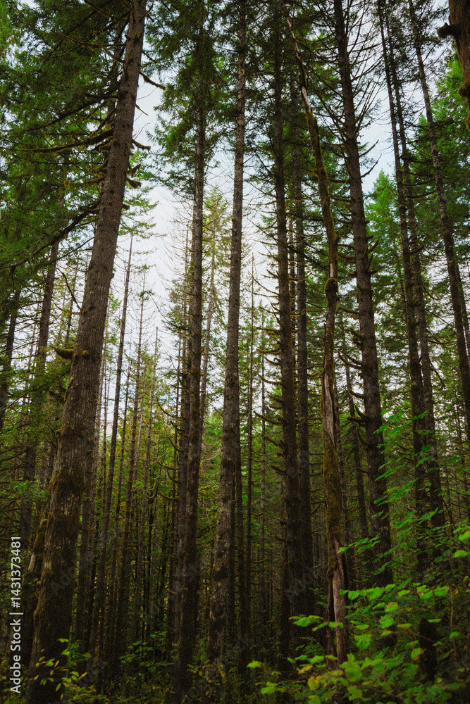trees in the forest in the morning in pacific northwest trees in the forest in the morning in pacific northwest