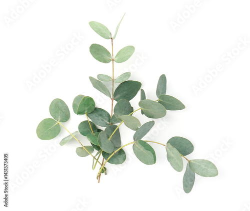 Eucalyptus branches with fresh leaves isolated on white, top view
