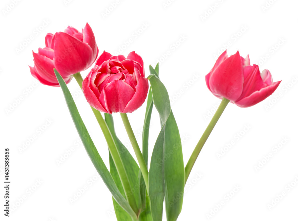 Three beautiful pink tulips isolated on white Three beautiful pink tulips isolated on white