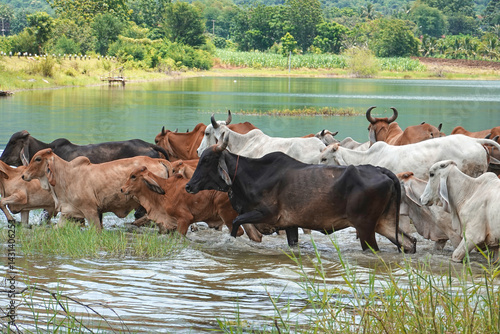 Cows walking in Khao Ta Ngok Reservoir