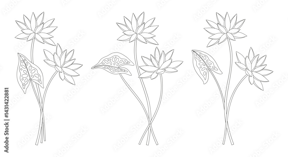 Set of three bouquets of nymphaea flowers. Bunches of blooming water wild plants. Line art, minimal style, contour. Botanical hand-drawn elements for design projects. Vector illustration Set of three bouquets of nymphaea flowers. Bunches of blooming water wild plants. Line art, minimal style, contour. Botanical hand-drawn elements for design projects. Vector illustration