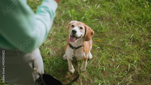 Top view of beagle dog sitting attentively on green grass looking up at owner with eager expression, wearing black collar and leash during outdoor obedience training session under warm sunny weather