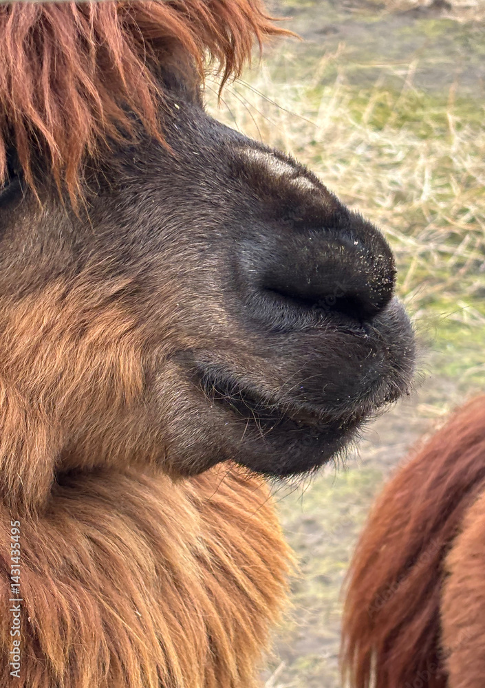 Fototapeta premium A close-up of an alpaca animal's muzzle.