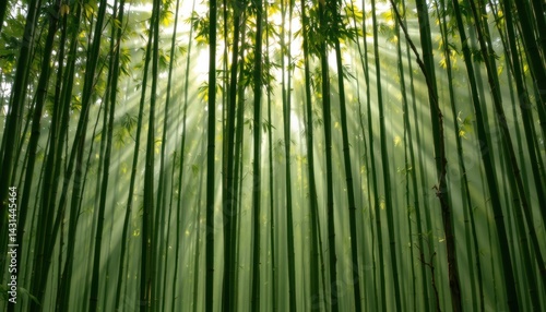 Obraz na płótnie Sunlight Streaming Through Bamboo Forest Nature Scene Tranquil Environment Serene Viewpoint Natural Beauty w salonie